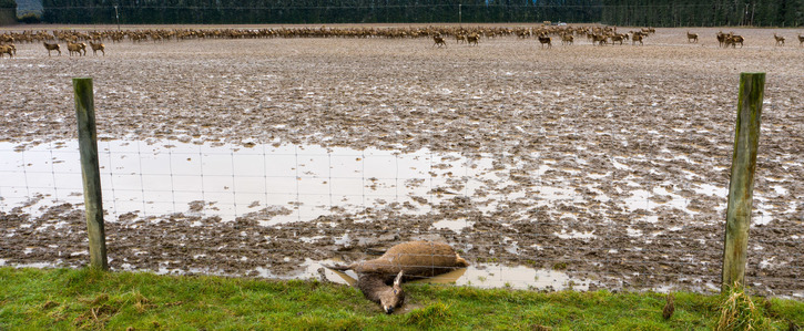 Animals in mud during intensive winter grazing on a Pāmu / Landcorp farm in Southland in Sept 2020