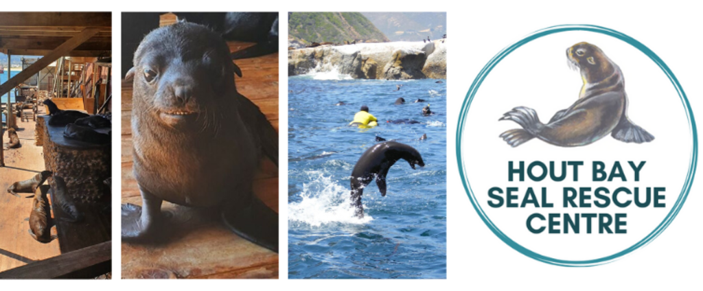 SAVE OUR HOUT BAY SEAL RESCUE CENTRE | VUMA.EARTH