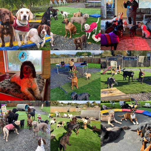 Save our Doggy Day Care 38 Degrees