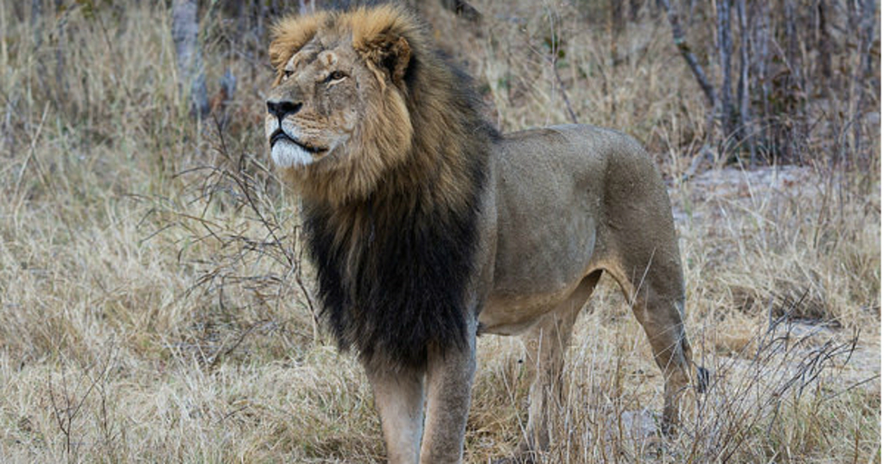 USFWS: Protect African Lions under the Endangered Species Act | MoveOn