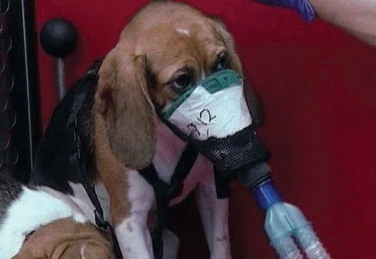 cigarette testing on animals Ban the breeding for & use of Beagles in animal experimentation in the UK