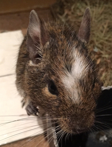 Degus sales for sale