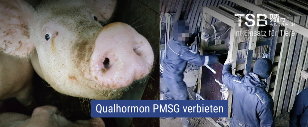 Pmsg Sheep Forderung für ein gesetzliches Verbot für das Qualhormon PMSG | ACT by ...