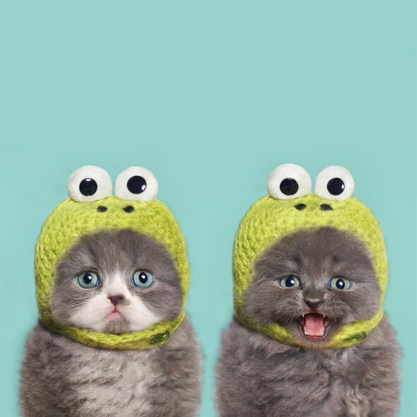 Cat club