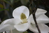 Patricia Campion