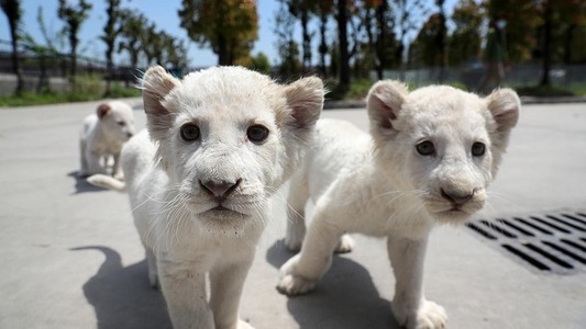 Leones blancos en peligro de extinción | Somos Puentes