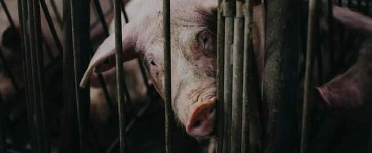Abolish Intensive & Factory Animal Farming in Ireland | Uplift Abolish Intensive & Factory Animal Farming in Ireland | Uplift