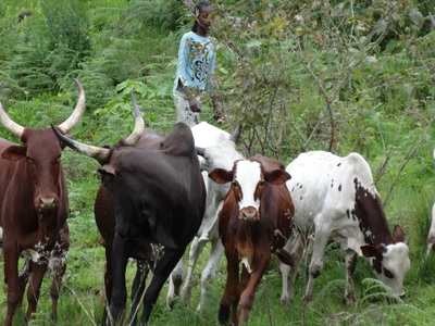CAMEROON: Stop Overgrazing in Mbengwi 