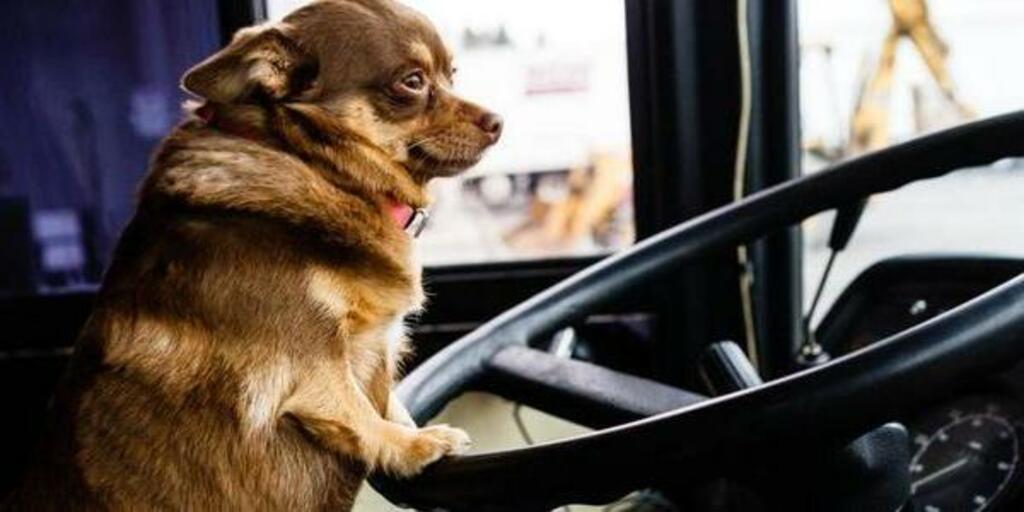 do buses allow dogs