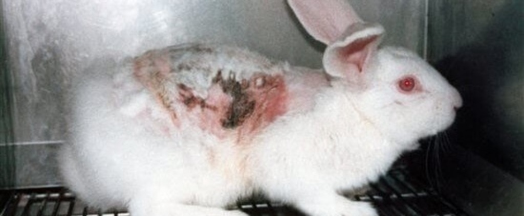 Stop Schwarzkopf Testing Their Products On Animals And Using Animal  Products | 38 Degrees