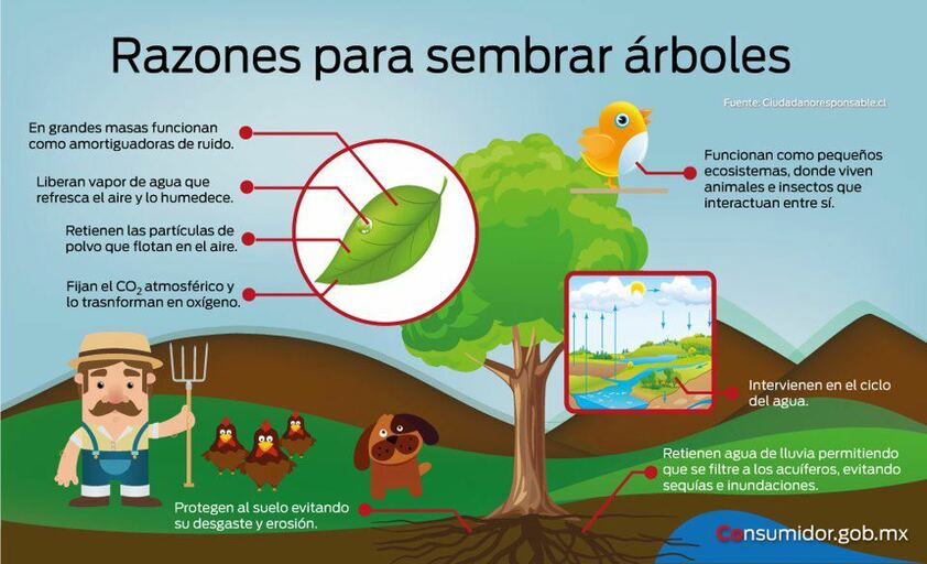 Plantar un árbol autóctono | Somos Puentes