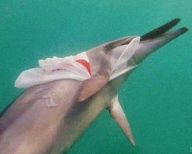 A dolphin in water with plastic around it's nose and body