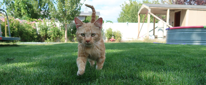 Saving Innocent Cats in Utah County | 2025 Action Team
