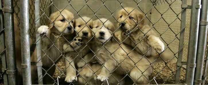 Stop the sale of puppies at pet stores and online in Aotearoa unless it can  be properly regulated | OurActionStation